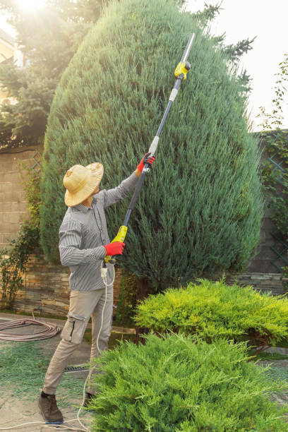 Best Stump Grinding Near Me  in Cedar Ridge, CA